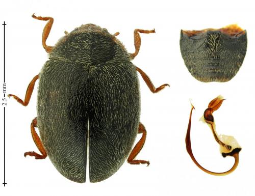 Scymnus schmidti